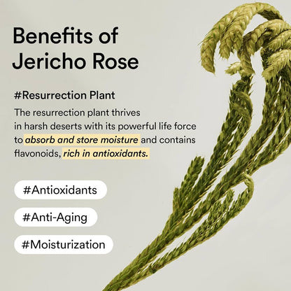 Abib Jericho Rose Cream 2.53 fl oz, Moisturizer for Dry and Aging Skin, Korean Skincare 75 ml